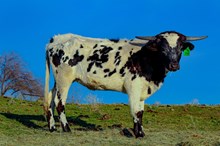 MRE Dancing For A Thrill