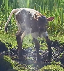 HL Baron's Big Shot x LAR Eva 1616 2022 bull